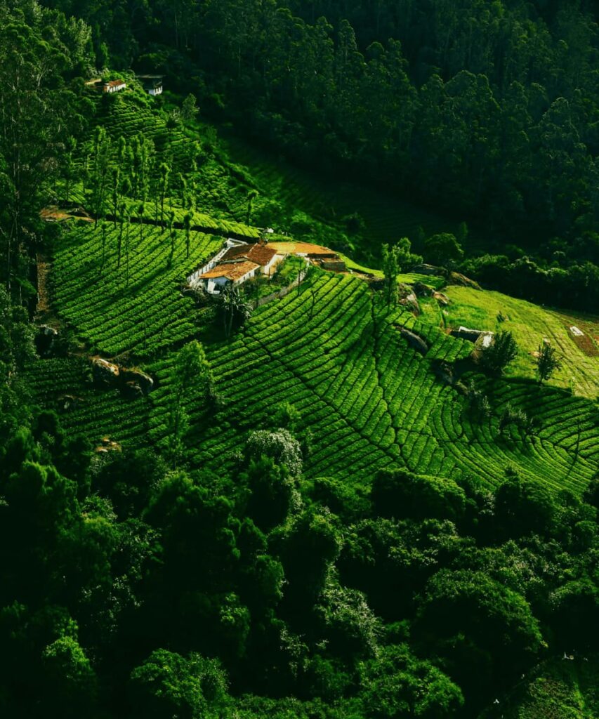 Ooty hill station tea gardens in Tamil Nadu – top hill stations to visit in India.
