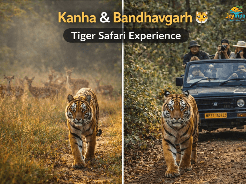 Top Wildlife Sanctuaries in Madhya Pradesh: Kanha & Bandhavgarh