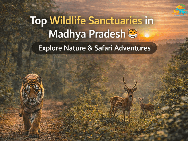 Top Wildlife Sanctuaries in Madhya Pradesh